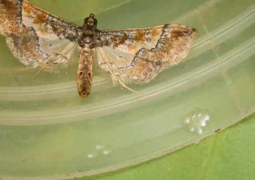 Réf. 242 147 : Hydriris ornatalis
